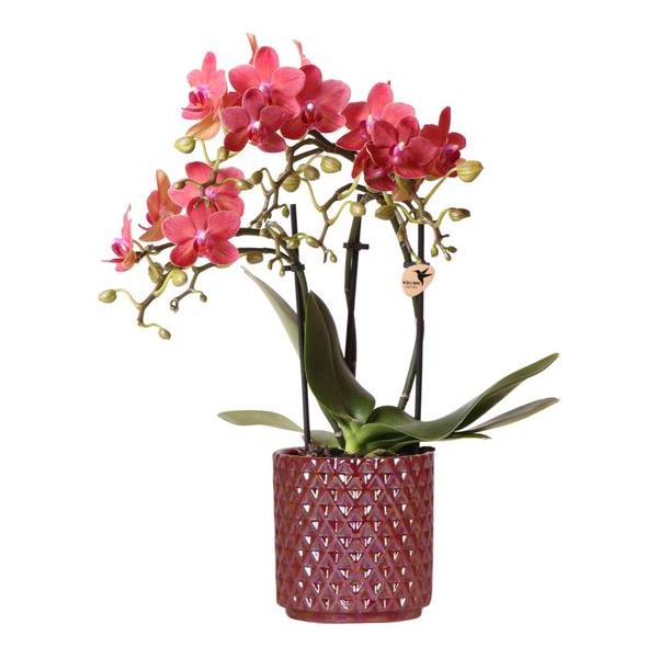 Kolibri-Orchideen | rote Phalaenopsis Orchidee Congo + Pearl Pot rot - Topfgröße Ø9cm | blühende Zimmerpflanze - frisch vom Züchter