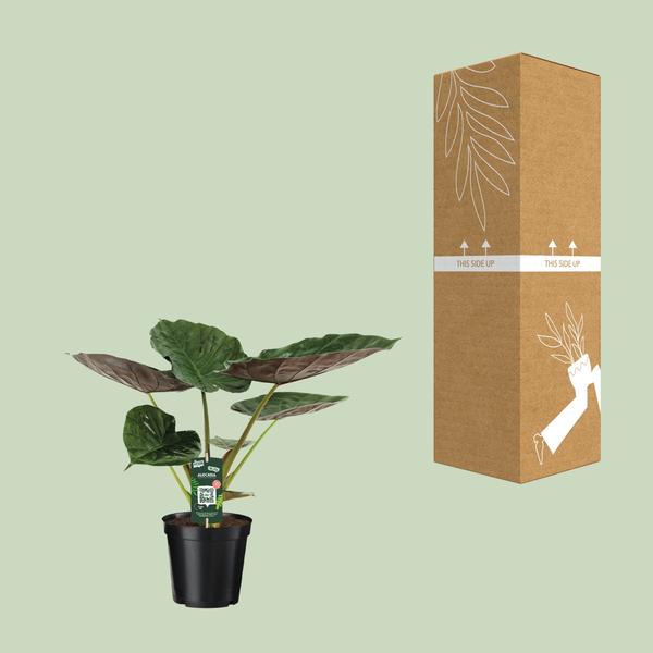 Alocasia Wentii - Elefantenohr - Ø19cm - ↕70cm