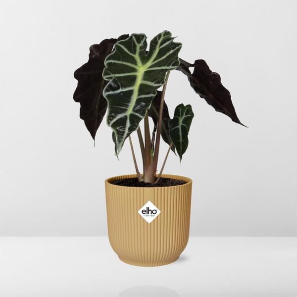 Alocasia 'Polly' in ELHO Vibes Fold 14cm yellow