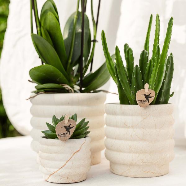 Hummingbird Company | Plant set Slow Living small | White Phalaenopsis Orchid Lausanne and Succulent incl. ceramic decorative pots on white organic tray