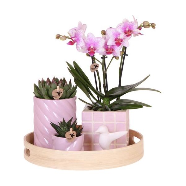 Firma Kolibri | Geschenkset Bunter Optimismus | Pflanzenset mit rosa Phalaenopsis-Orchidee und Sukkulenten inkl. Dekotöpfen aus Keramik