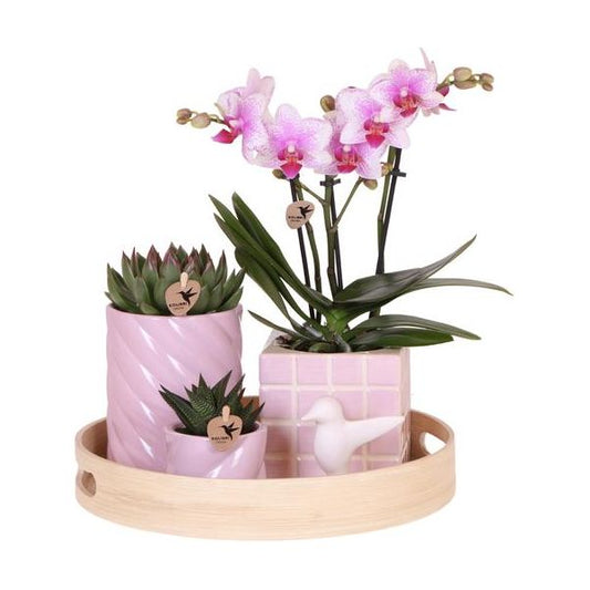 Kolibri Company | Gift set Colourful Optimism | Plantenset met roze Phalaenopsis Orchidee en Succulenten incl. keramieken sierpotten