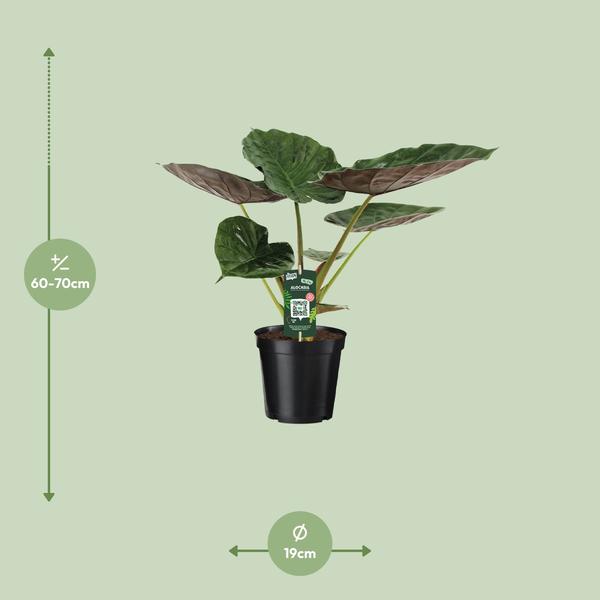 Alocasia Wentii - Elefantenohr - Ø19cm - ↕70cm