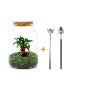 DIY Terrarium - Milky mit Bonsai - ↕ 30 cm - Normal