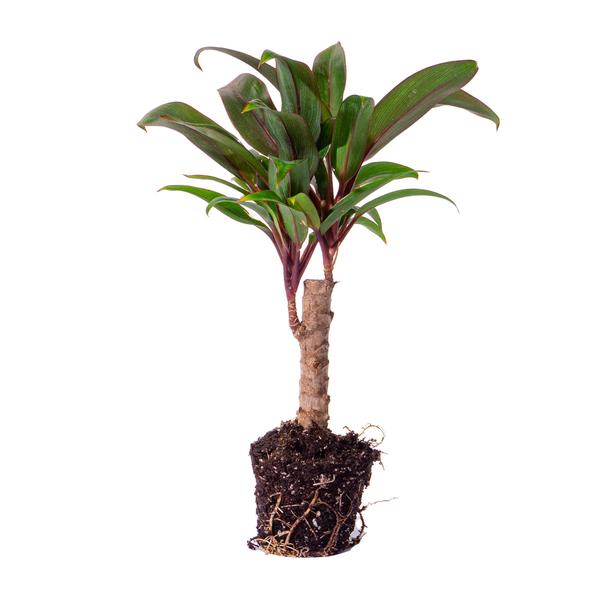 Mini palm - Cordyline fruticosa 'Purple Compacta' - Terrarium plant - Pot size 6