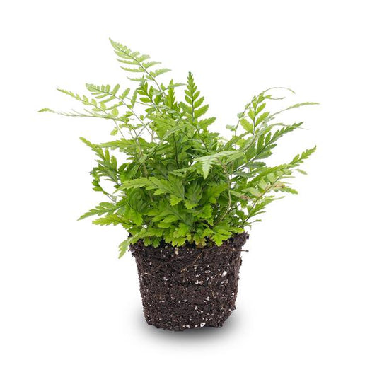 Farn - Athyrium spicatum - Terrarienpflanze - Topfgröße 6