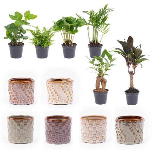 Mini plant set 6 - Including pot set Madrid