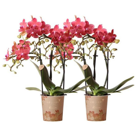 Kolibri Orchids | COMBI DEAL van 2 rode Phalaenopsis orchideeën - Congo - potmaat Ø9cm  bloeiende kamerplant - vers van de kweker