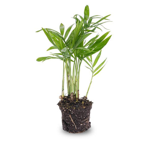 Parlor Palm - Chamaedorea elegans 'baby' - Terrarium plant - pot size 6