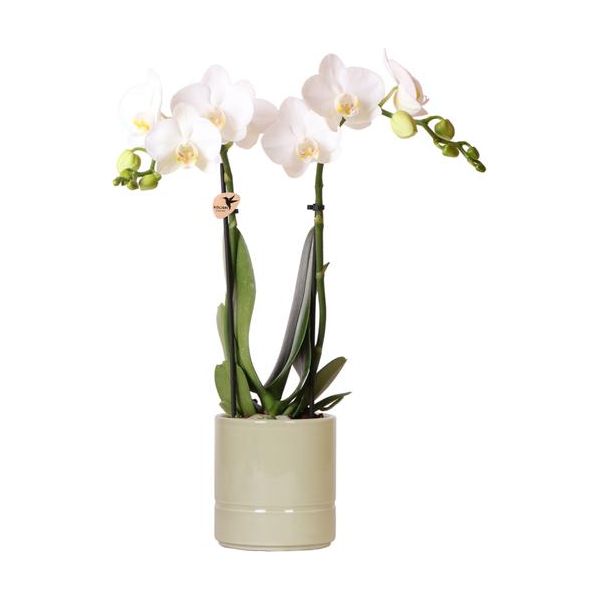 Kolibri Orchids | witte Phalaenopsis orchidee - Amabilis + Pastel pot green- potmaat Ø9cm | bloeiende kamerplant - vers van de kweker