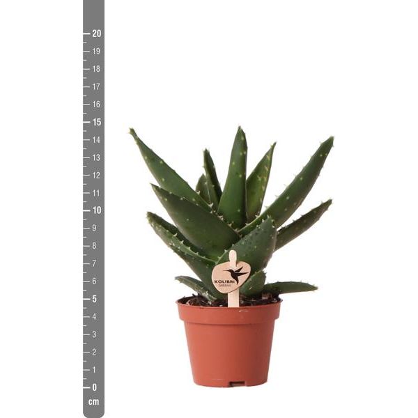 Hummingbird Greens | Green plant - Succulent Aloe Brevifolia - pot size Ø6cm - green houseplant - fresh from the grower