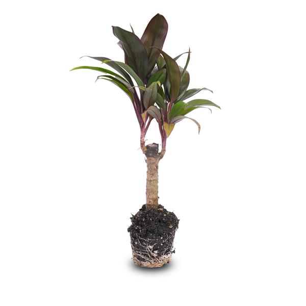 Mini palm - Cordyline fruticosa 'Purple Compacta' - Terrarium plant - Pot size 6