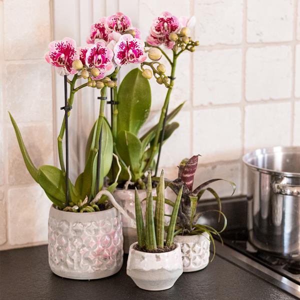 Hummingbird Orchids | Pink purple phalaenopsis orchid - El Salvador - pot size Ø9cm | flowering houseplant - fresh from the grower