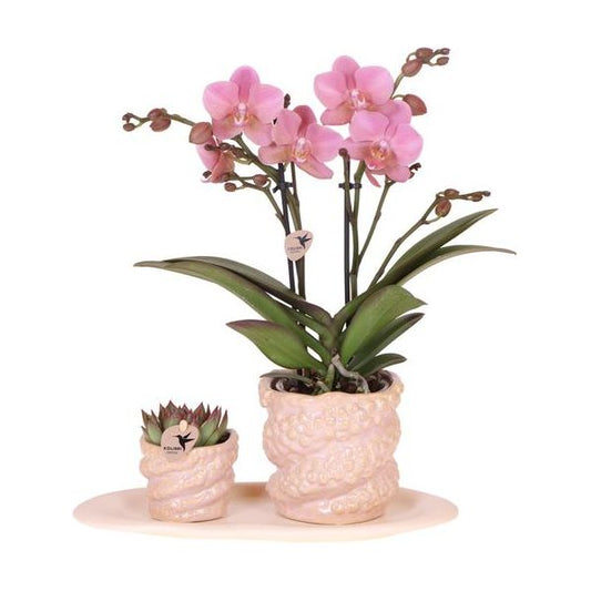 Firma Kolibri | Geschenkset Octopus Pink klein | Grüne Pflanze mit altrosa Phalaenopsis-Orchidee in octopusrosa Dekotöpfen auf weißem Bio-Tablett