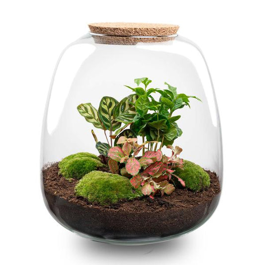 Plant terrarium - Emma - DIY kit - ↑ 25 cm - Ø 23 cm - Coffea Red