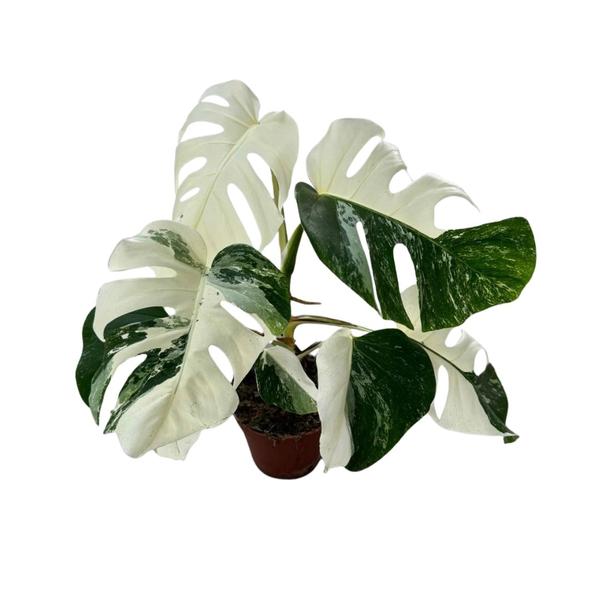 Monstera Deliciosa Variegata Super White - Ø15cm - ↕50cm