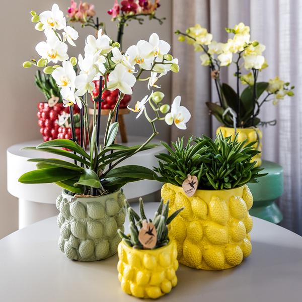 Kolibri-Orchideen | gelbe Phalaenopsis Orchidee – Mexico + Citrus Dekotopf grün – Topfgröße Ø9cm – 40cm hoch | blühende Zimmerpflanze im Blumentopf – frisch vom Züchter