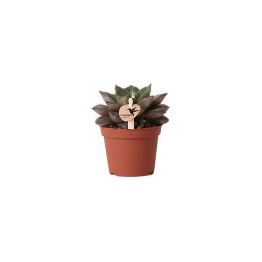 Kolibri Greens | Groene plant - Succulent Echeveria Purpusorum - potmaat Ø6cm - groene kamerplant - vers van de kweker