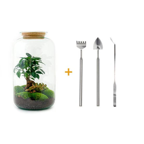 DIY-Terrarium - Sven Bonsai - ↕ 43 cm - Normal