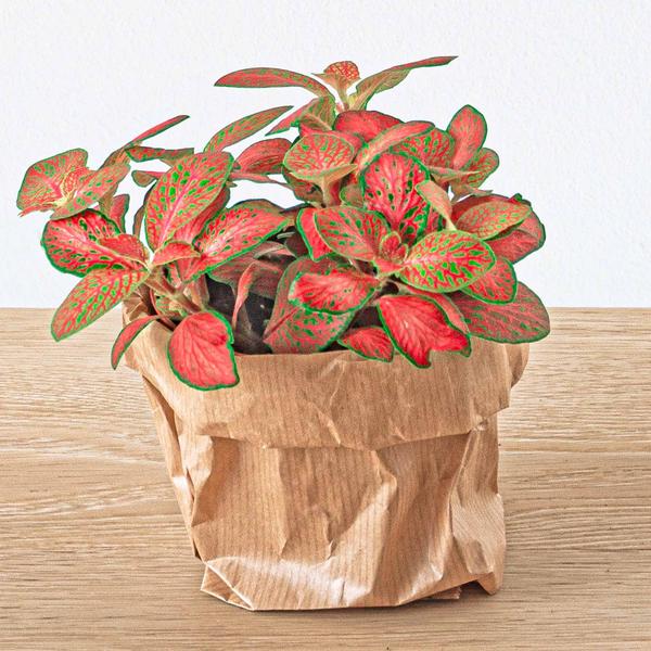 Fittonia Orange - Pink - Ruby Lime - Mosaic plant - Pot size 8