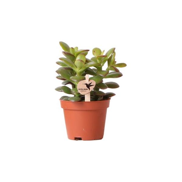 Kolibri Greens | Groene plant - Succulent Crassula Minor - potmaat Ø6cm - groene kamerplant - vers van de kweker