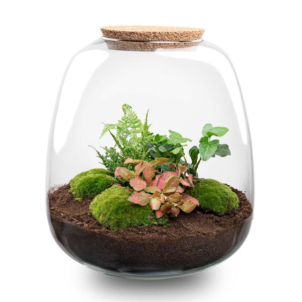 Pflanzenterrarium - Emma - Bausatz - ↑ 25 cm - Ø 23 cm - Hedera Rot + LED