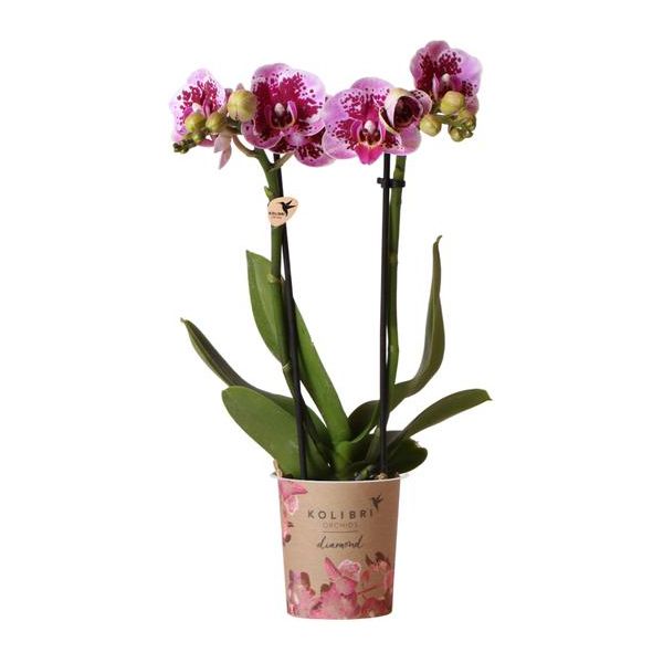 Kolibri-Orchideen | Rosa-violette Phalaenopsis-Orchidee – El Salvador – Topfgröße Ø9cm | blühende Zimmerpflanze - frisch vom Züchter