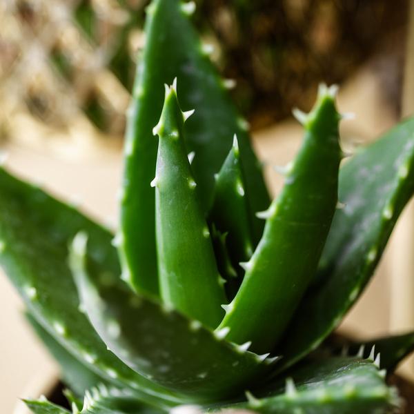 Kolibri-Grün | Grünpflanze - Sukkulente Aloe Brevifolia - Topfgröße Ø6cm - grüne Zimmerpflanze - frisch vom Züchter