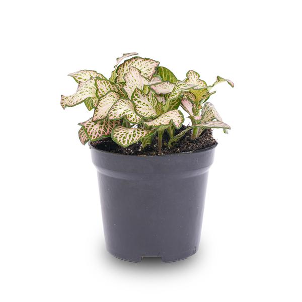 Fittonia Pink Tiger - Pink, white and Green - Mosaic plant - pot size 8