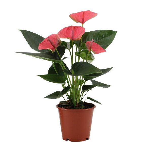 Anthurium Sweet Dream In Transparant Sleeve - Ø12cm - ↕36cm