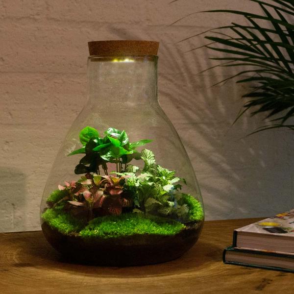 DIY terrarium - Sam Coffea with lamp - ↕ 30 cm