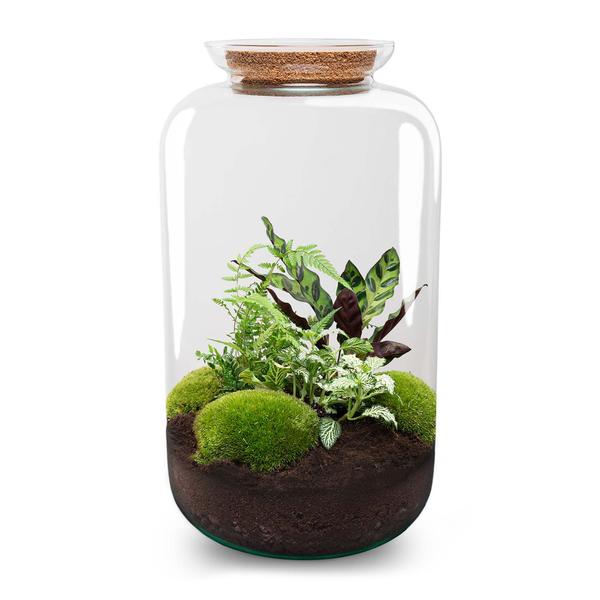 DIY-Terrarium - Botanical Sven XL - ↕ 43 cm