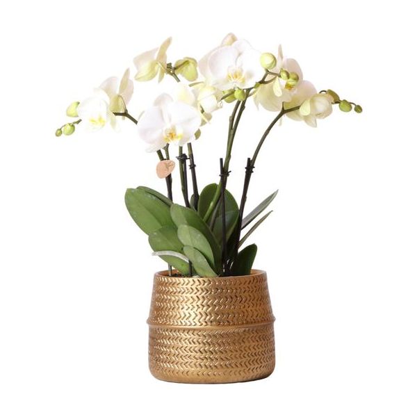 Kolibri Orchids | Witte phalaenopsis Jewel Ghent orchidee in goud kleurige Groove sierpot - potmaat Ø12cm