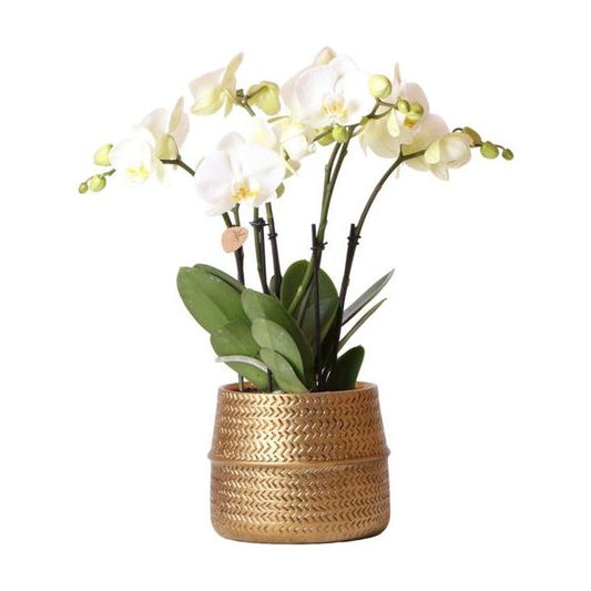 Kolibri-Orchideen | Weiße Phalaenopsis Jewel Ghent Orchidee im goldfarbenen Groove Dekotopf - Topfgröße Ø12cm