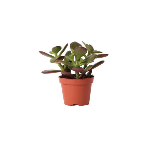 Hummingbird Greens | Green plant - Succulent Crassula Ovata - green houseplant - fresh from the grower - Ø6cm