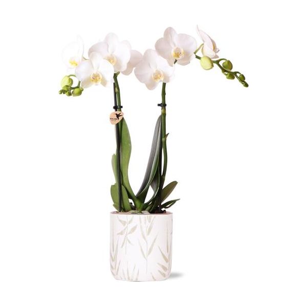 Hummingbird Orchids | white Phalaenopsis orchid - Amabilis + Leaf pot green - pot size Ø9cm | flowering houseplant - fresh from the grower