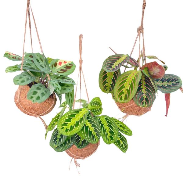 Kokodama Maranta Mix - 3 Stück - Ø15cm - ↕20cm