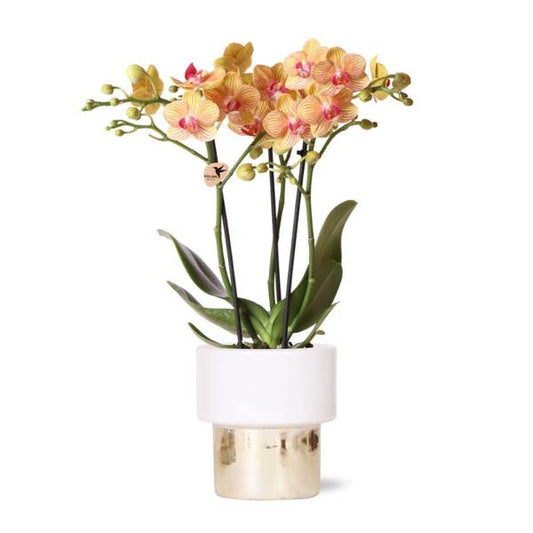 Kolibri-Orchideen | weiße Phalaenopsis Orchidee – Jamaica + Lush Topf – Topfgröße Ø9cm – 40cm hoch | blühende Zimmerpflanze im Blumentopf – frisch vom Züchter