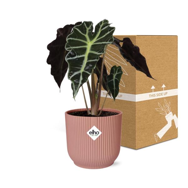 Alocasia 'Polly' in ELHO Vibes Fold 14cm pink