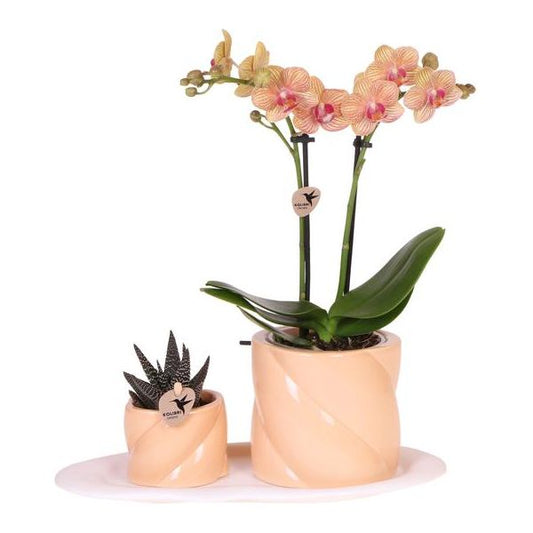 Kolibri-Orchideen | Geschenkset Optimismus klein Pfirsich | Grüne Pflanze mit orangefarbener Phalaenopsis-Orchidee in Candy-Dekotöpfen auf weißem Bio-Tablett