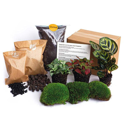 Plant terrarium package - DIY - Calathea Makoyana - Refill & Starter Package - Package 2