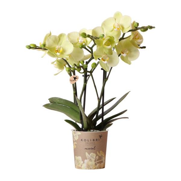 Hummingbird Orchids | yellow Phalaenopsis orchid - Mexico - pot size Ø9cm | flowering houseplant - fresh from the grower