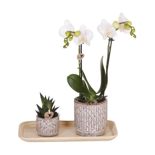 Kolibri-Orchideen | Geschenkset Untamed Nature klein | Grünpflanze mit weisser Phalaenopsis Orchidee Amabilis in Jaguar Dekotöpfen auf Bambustablett