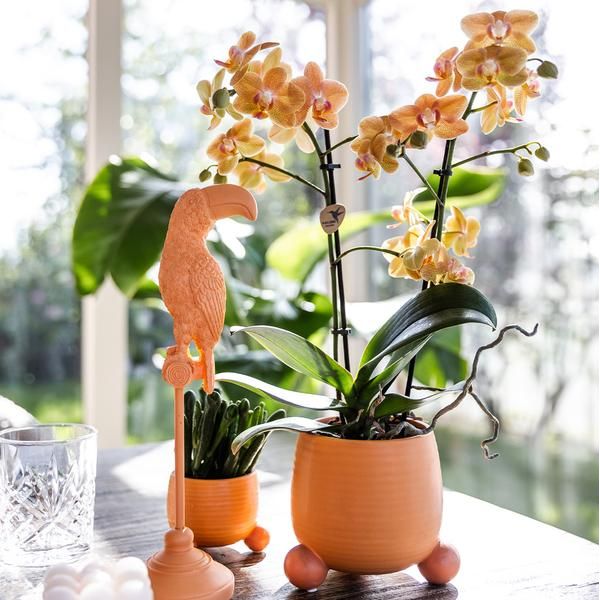 Hummingbird Orchids | Orange Phalaenopsis orchid - Mineral Bolzano + Rolling peach - pot size Ø9cm | flowering houseplant - fresh from the grower