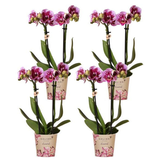 Kolibri-Orchideen | KOMBI-ANGEBOT mit 4 rosa-violetten Phalaenopsis-Orchideen – El Salvador – Topfgröße Ø9cm | blühende Zimmerpflanze - frisch vom Züchter