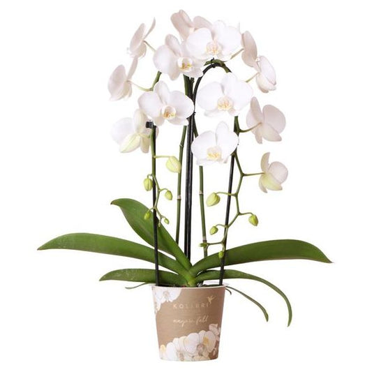 Kolibri-Orchideen | weiße Phalaenopsis Orchidee - Niagara Fall - Topfgröße Ø12cm | blühende Zimmerpflanze - frisch vom Züchter