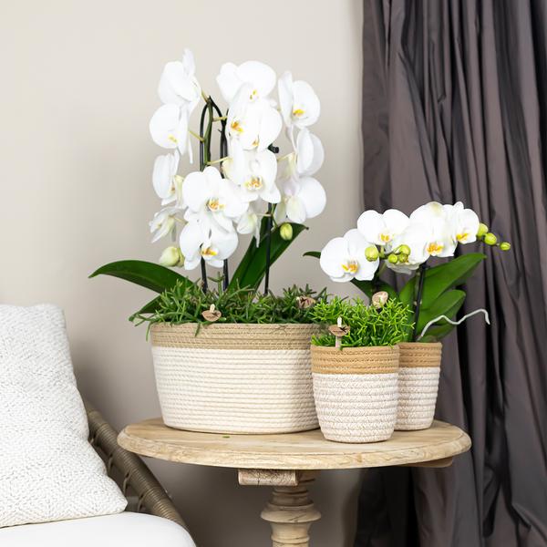 Hummingbird Orchids | white Phalaenopsis orchid - Niagara Fall - pot size Ø12cm | flowering houseplant - fresh from the grower