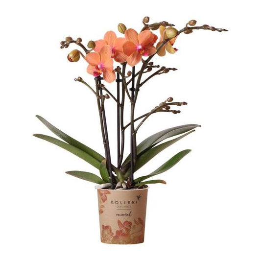 Hummingbird Orchids | Orange Phalaenopsis orchid - Mineral Bolzano - pot size Ø9cm | flowering houseplant - fresh from the grower