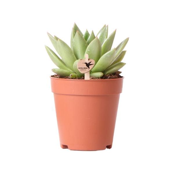 Hummingbird Greens | Green plant - Succulent Echeveria Miranda - green houseplant - fresh from the grower - Ø9cm