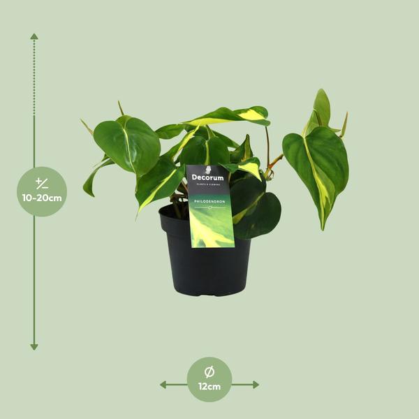 Philondendron Brasil Scandens - Ø12cm - ↕20cm